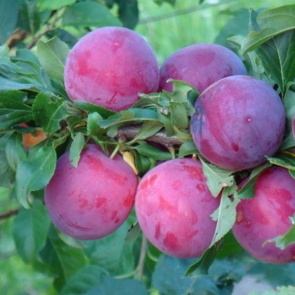 Алыча 'Обильная'